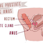 prostate, prostate massage